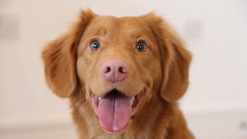 laula-the-toller-567021-unsplash laula-the-toller-567021-unsplash