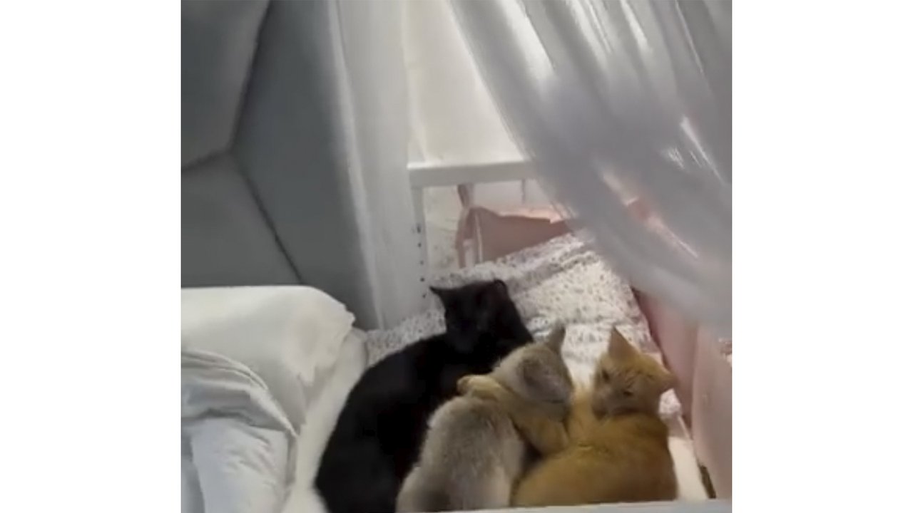 Кошки доказали хозяйке, что они тоже дети Кошки доказали хозяйке, что они тоже дети