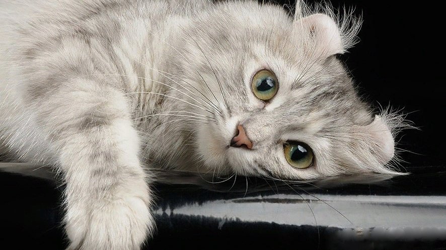 Котенок американского керла мирно лежит на боку Котенок американского керла мирно лежит на боку