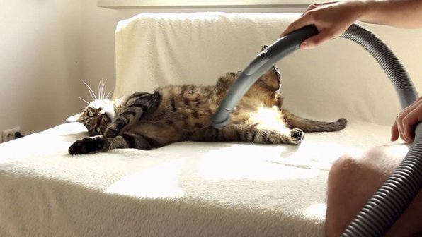 Кошка решила, что она коврик, и просит ее пропылесосить
