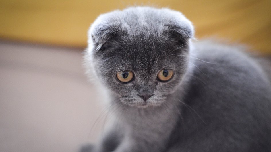 Котенок шотландской породы Котенок шотландской породы