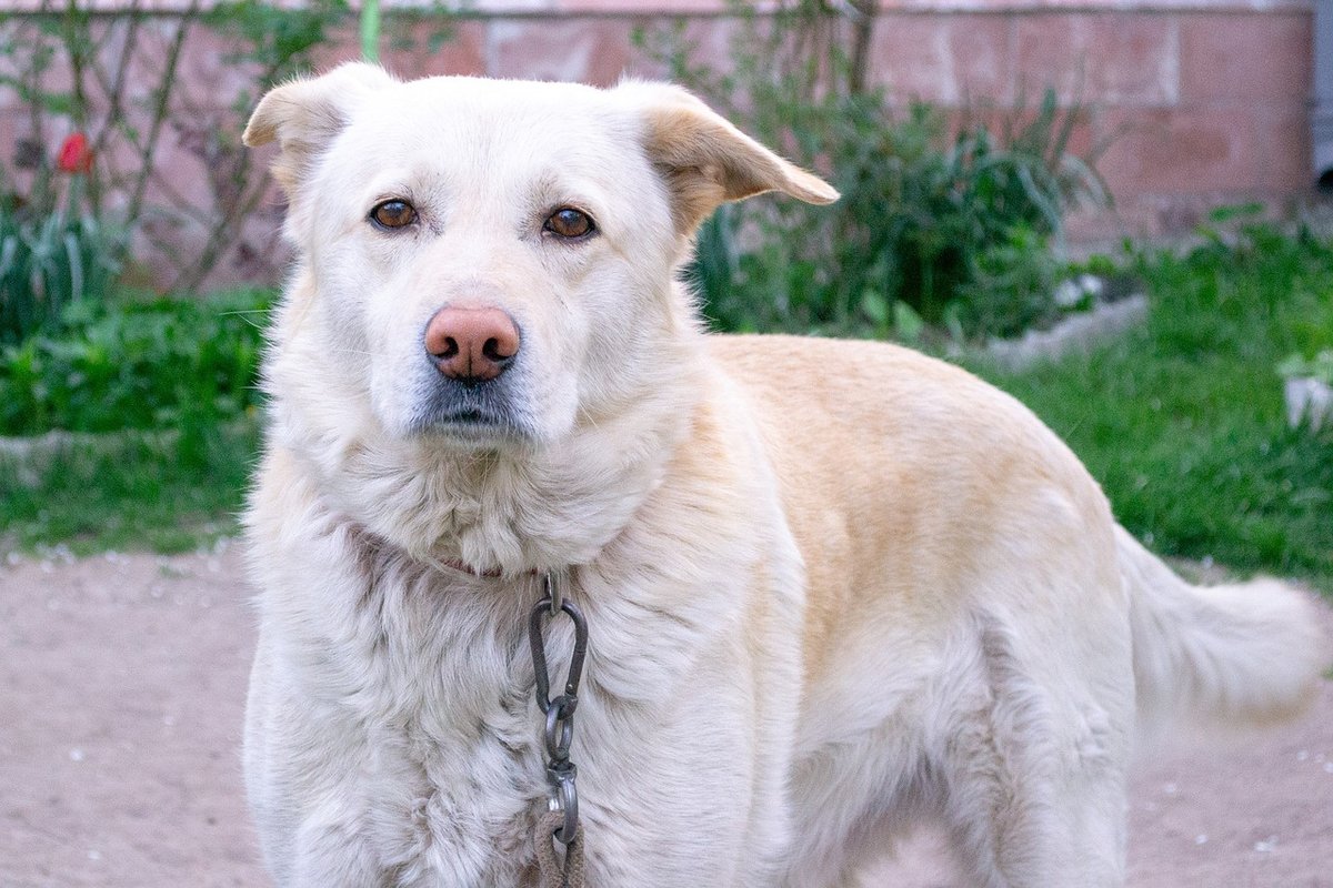 dog-4248723_1280
