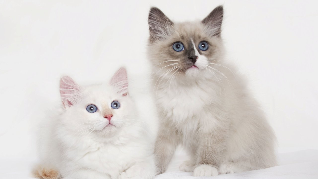 Котята невской маскарадной Котята невской маскарадной