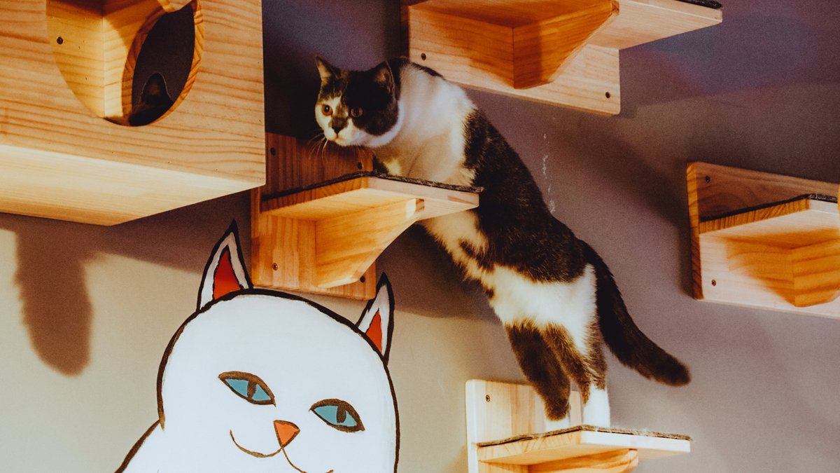 Кошка Кошка