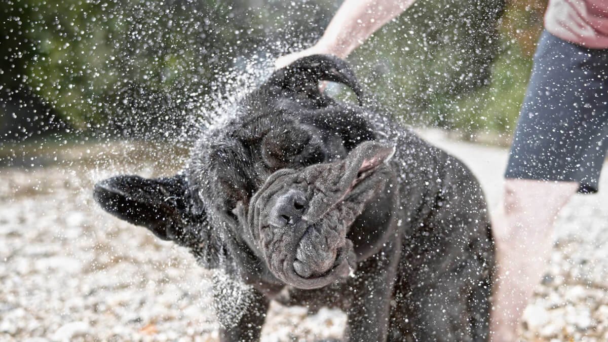 neapolitan-mastiff-i3-sz3 neapolitan-mastiff-i3-sz3