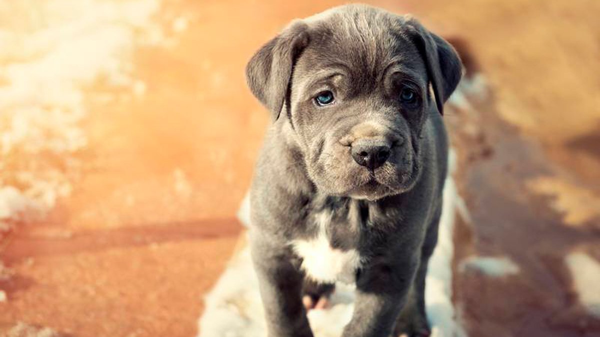 neapolitan-mastiff-1 neapolitan-mastiff-1