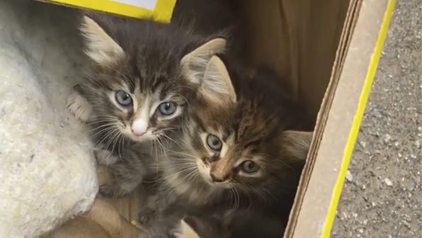 В Питере водитель мусоровоза спас дрожащих брошенных котят