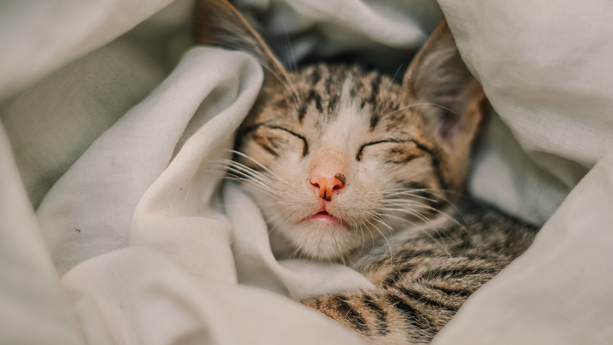 Cat Cat