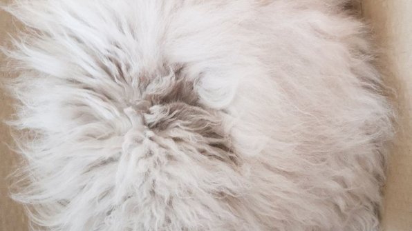 Шапка или кот? Оптическая иллюзия разделила людей на два лагеря