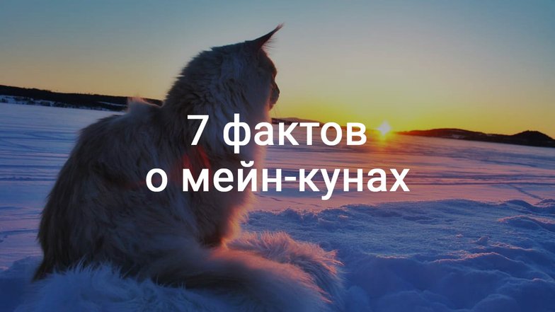 Мейн-куны Мейн-куны