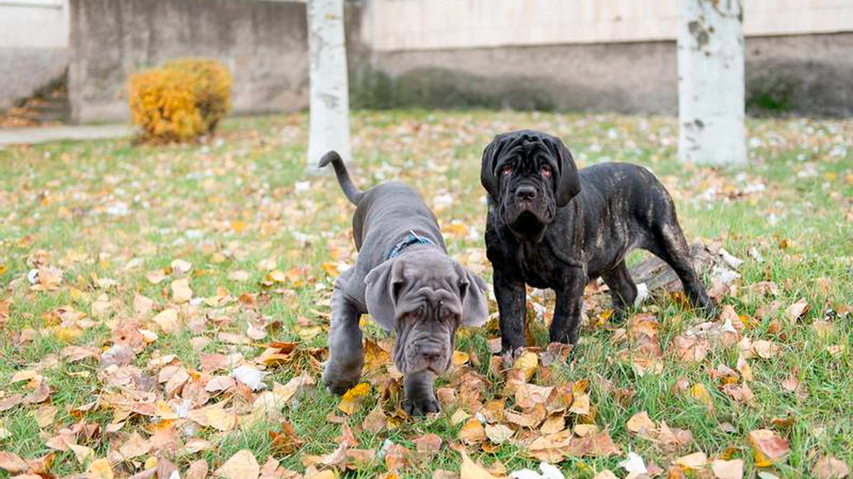 neapolitan-mastiff-4 neapolitan-mastiff-4