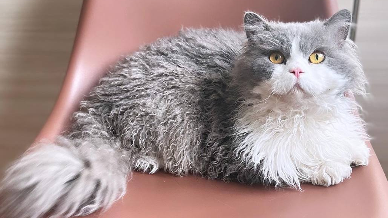 Кот породы селкирк-рекс сидит на розовом стуле Кот породы селкирк-рекс сидит на розовом стуле