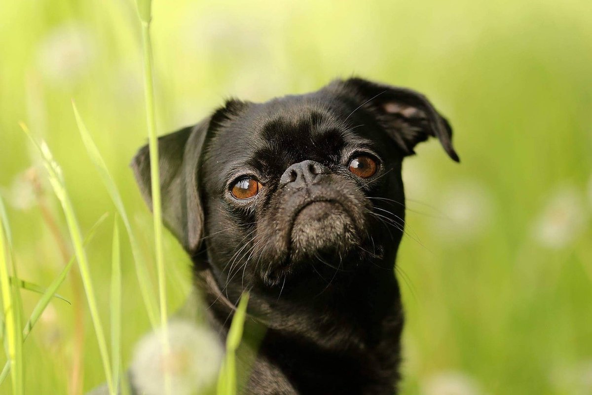 dwarf-griffon-2528708_1280 dwarf-griffon-2528708_1280