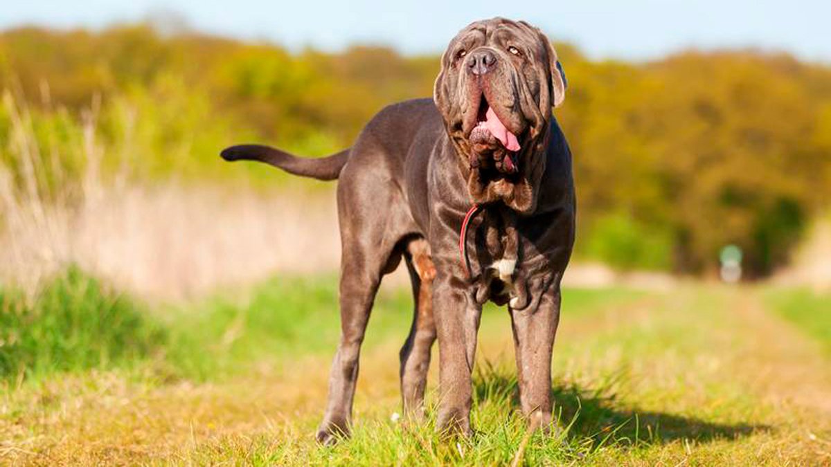 neapolitan-mastiff-3 neapolitan-mastiff-3