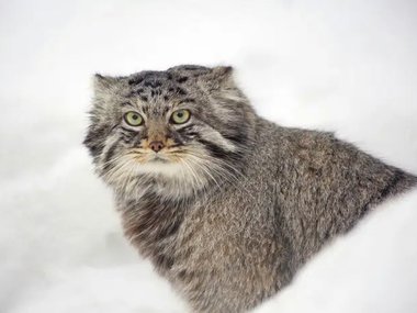 Грациозная королева. Грациозная королева.