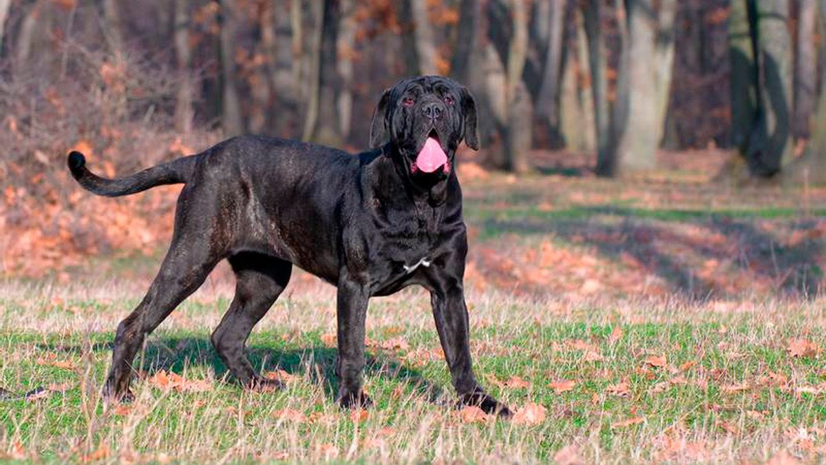 neapolitan-mastiff-2 neapolitan-mastiff-2