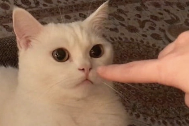 Мем пуньк Мем пуньк